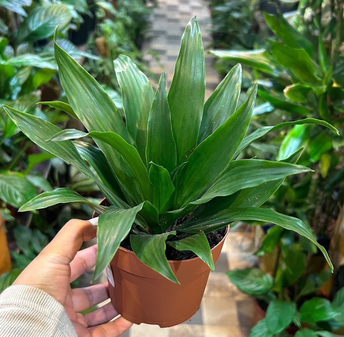 Dracaena 28cm